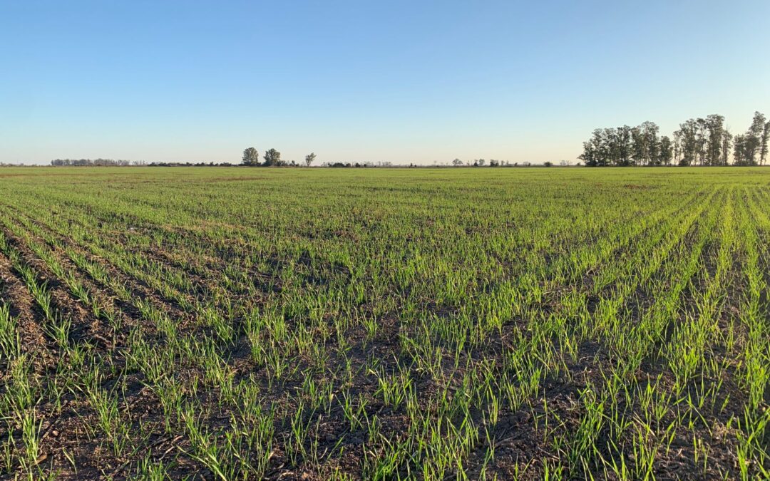 Malezas en trigo: ¿cómo mantenerlas bajo control?