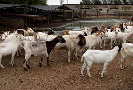 El Programa de Incremento Exportador incorpora la yerba mate y la carne caprina?