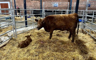 En la Expo Angus nació una ternerita colorada de cabaña “La Torcacita”