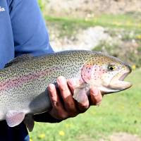 Producción acuícola: Exportan por primera vez trucha arcoíris desde Neuquén a Estados Unidos?