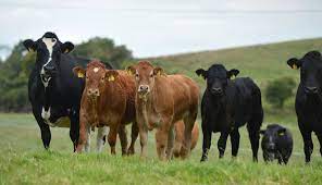 Especialistas del sector ganadero aseguraron que la inclusión del maíz en el dólar agro no afecta los precios de la carne