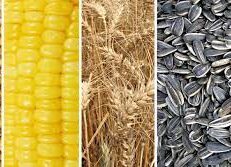 Proyectan una cosecha récord de granos y un fuerte ingreso de divisas para la Argentina