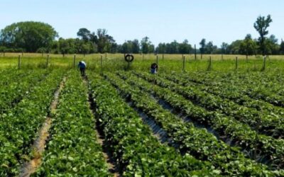 Cuánto pagan de retenciones las economías regionales y en qué situación se encuentran
