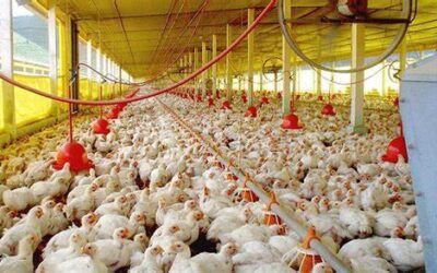 Sector avícola: UATRE acordó una nueva recomposición salarial para sus trabajadores