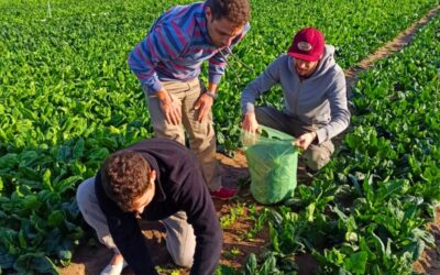 Del campo a la góndola, los precios de los agroalimentos se multiplicaron por 3,8 veces en enero