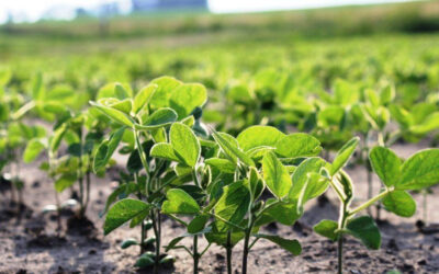 Soja: vuelve a aumentar la superficie cultivada tras nueve años en caída