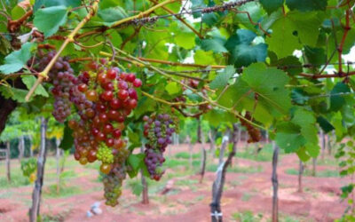 Utilizan biotecnología para eliminar virus de las plantas de vid