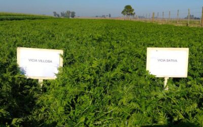Cultivos de cobertura: Una herramienta para una agricultura sustentable y de alta productividad