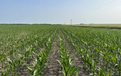 La segunda semana de descenso de las condiciones de los cultivos de maíz, soja, avena y trigo de primavera