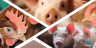 Ganado y aves de corral: Mercados y comercio mundiales