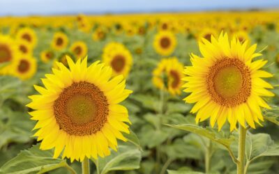 NK suma a su porfolio líder dos híbridos de girasol que elevan los techos de rendimiento