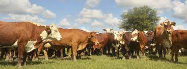 Los precios bovinos en el tobogán