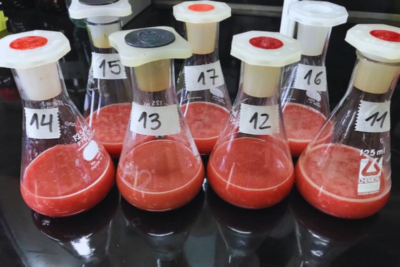 Elaboran aditivos antioxidantes, a partir de un subproducto bovino