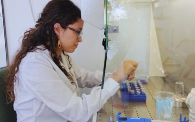 Estudian la presencia de un hongo que afecta al maíz