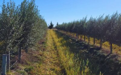 Las exportaciones de las economías regionales cayeron 9,8% en dólares y 10,5% en toneladas en febrero