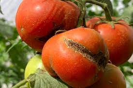 Estrategias junto a la Asociación de Semilleros Argentinos para prevenir el virus rugoso del tomate