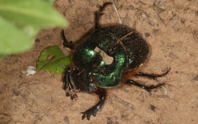 Ciencia Ciudadana para la conservación de la biodiversidad en el Chaco