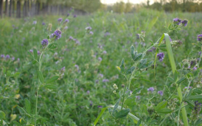 Estudian estrategias de manejo para mejorar la alfalfa