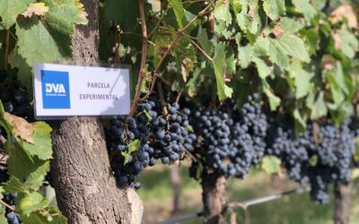 Mendoza: Bioestimulantes ayudaron a reducir el impacto de la helada