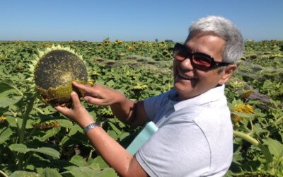 «En la campaña 22-23 se sembró la mayor superficie de girasol desde 2007-2008»