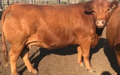 Por qué novillos de igual peso rinden diferente al mostrador