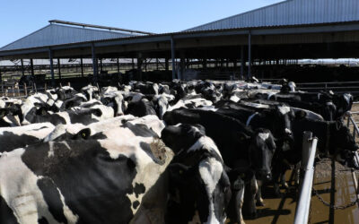 Una tormenta le arruinó el negocio, pero supo cómo reinventarse: un caso del sector lácteo para inspirarse