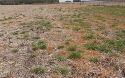 El raigrás sigue ganado terreno y sumando resistencias