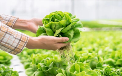 Revolucionando la agricultura: la hidroponía, una alternativa sostenible