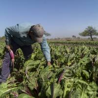 Más beneficiarios para el Programa de Asistencia Inmediata a Productores del Cinturón Frutihortícola Platense