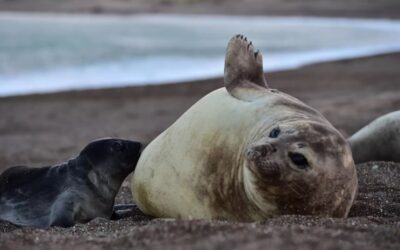 Confirmaron el primer caso de gripe aviar en un elefante marino en Chubut