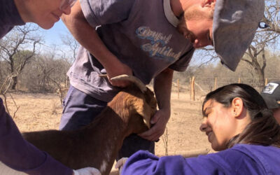 Córdoba: Tareas de saneamiento en rodeos de comunidades de la Agricultura Familiar
