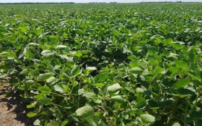 La esperanza puesta en El Niño: la cosecha 2023/24 podría crecer 70%