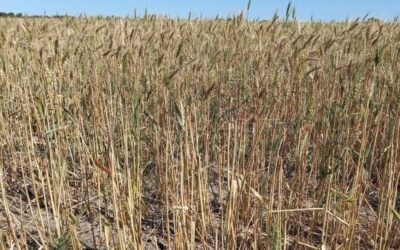 Las lluvias no cambian la realidad del trigo