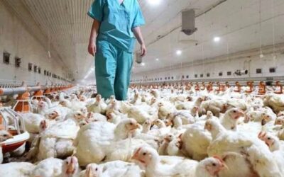 EEUU registra su primer caso de gripe aviar en un ser humano: qué sabe hasta ahora