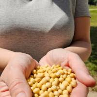 El INTA describió el genoma completo de una variedad de soja No OGM?