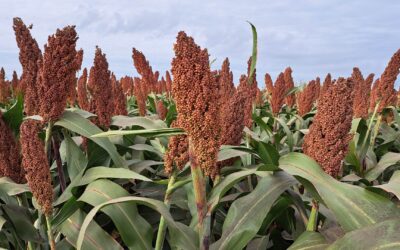 SFull: control de insectos y malezas en un mismo híbrido de sorgo