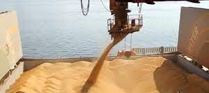 Protocolo de requisitos fitosanitarios para la exportación de granos de trigo a China