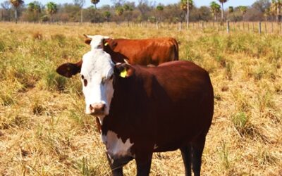Ganadería: pautas para evitar pérdidas en zonas anegadas