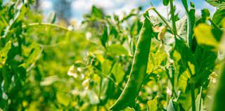 Arveja amarilla sustentable, cultivo clave para un futuro plant-based