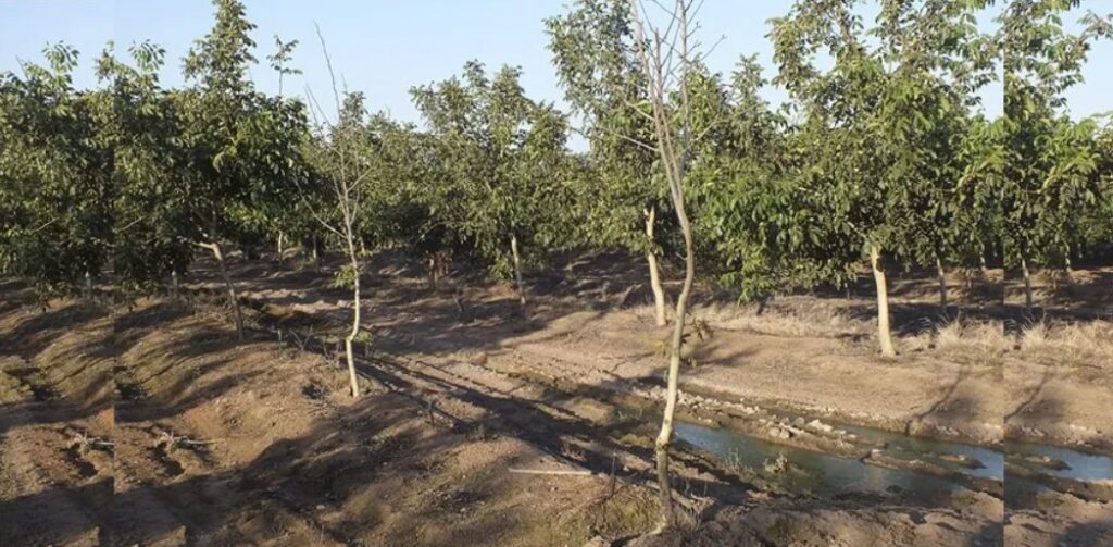 El cambio climático y las consecuencias en el estrés hídrico de los nogales