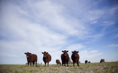 Aprueban asistencia a productores bovinos por más de $20 millones