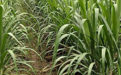 Se establecen los bioestimulantes en caña de azúcar