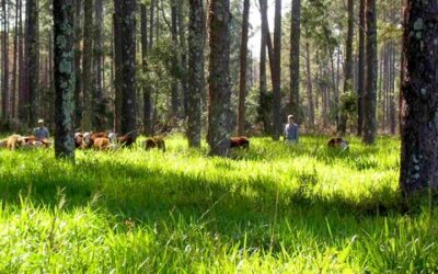 La producción foresto industrial como aliada de la producción ganadera
