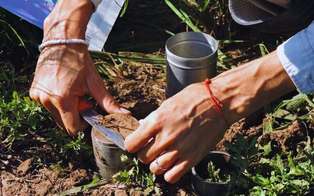 Las raíces, clave para la restauración del carbono del suelo