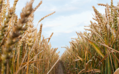 Las exportaciones de trigo caen por debajo del promedio histórico