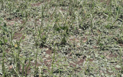 La tormenta de Navidad dejó 50.000 hectáreas «muy afectadas», dice la Bolsa de Rosario