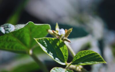 SoyVAR, la app del INTA que pone a un clic los cultivares de soja