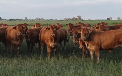 Balance 2024: Según Ignacio Iriarte, “fue un año agridulce” para la cadena ganadera