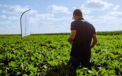 El “Niño” obliga al monitoreo constante para prevenir la presencia de insectos y hongos