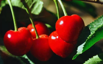Cerezas patagónicas: un impulso a los saberes locales